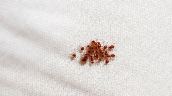 Guide complet sur les morsures de punaises de lit : identification et traitements
